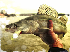 Survival Fishing Walleye Swimbait Jig